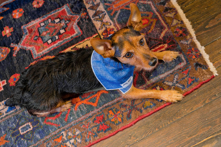 Boyd Linen Dog Bandana Wear BILLY WOLF   