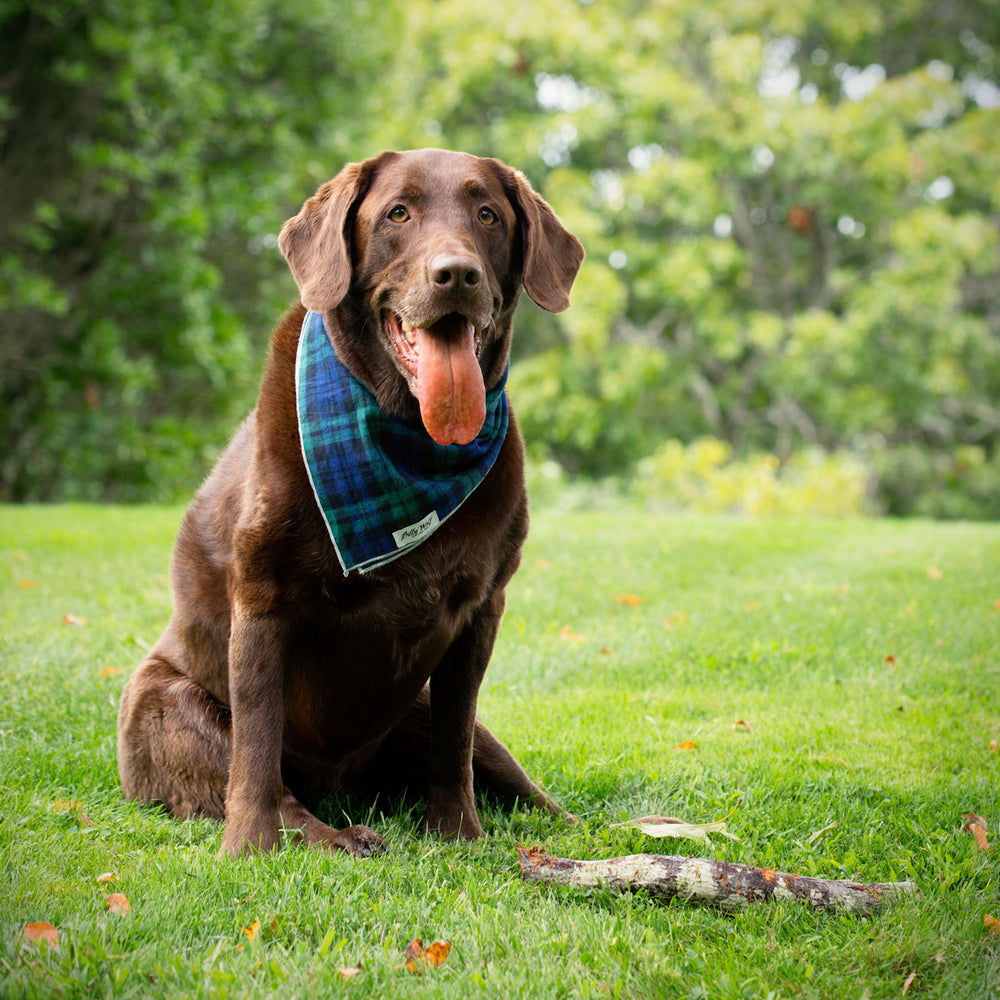 BILLY WOLF | McCadden Bandana Accessories BILLY WOLF   