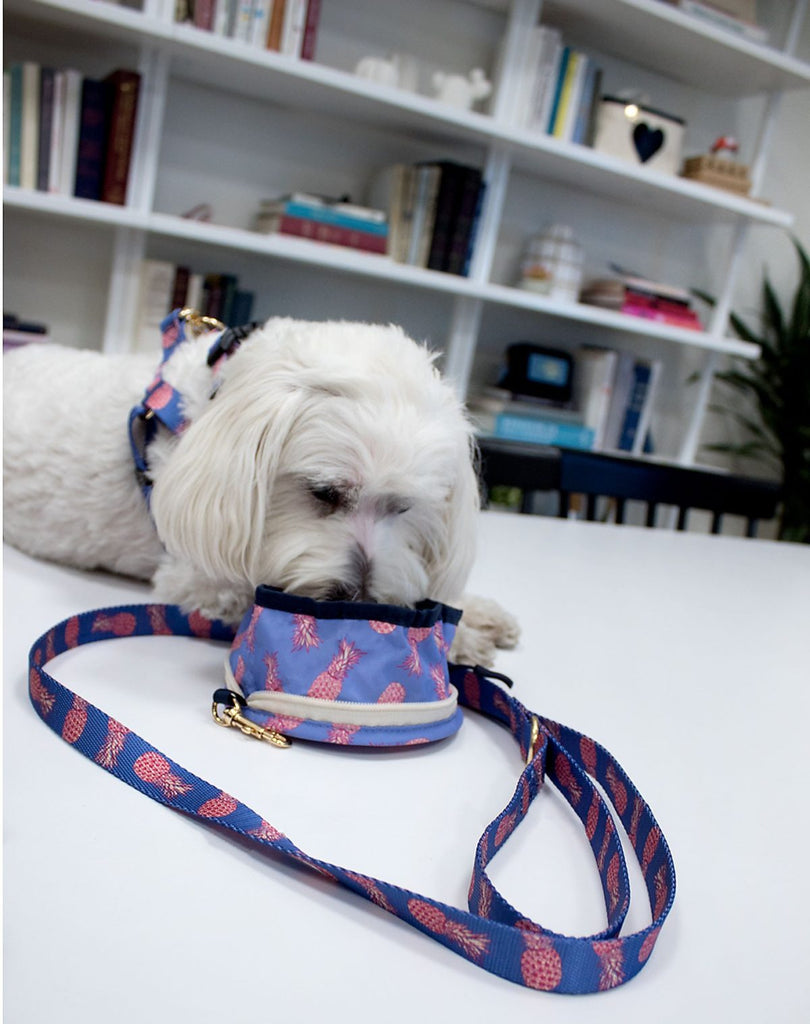 Leash & Water Bowl Set (Drop-Ship) Drop Ship BOULEVARD   