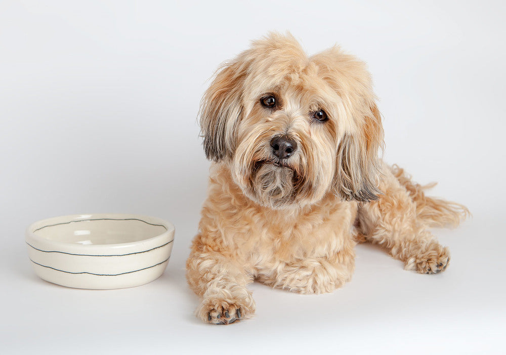 Dots Dog Bowl in Black + White (Dog & Co. Exclusive) EAT BTW CERAMICS   