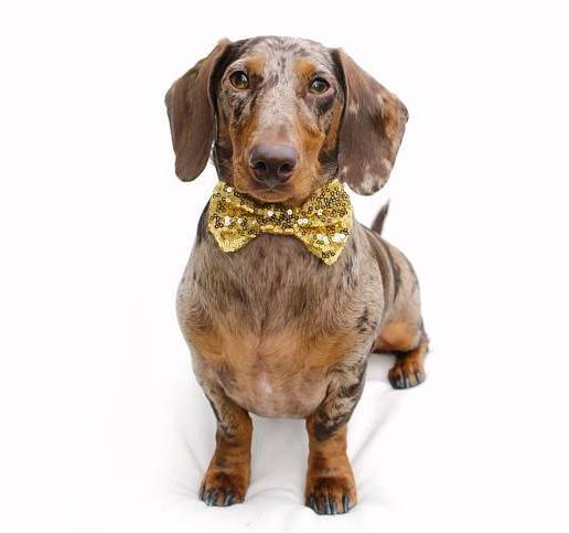 BUSTER'S PARTY SHOP | Gold Sequin Bow Tie Accessories BUSTER'S PARTY SHOP   