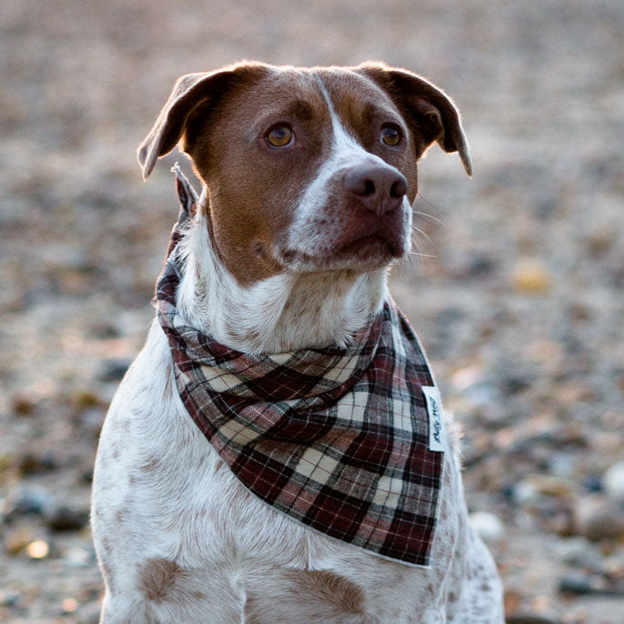 BILLY WOLF | Scout Bandana Accessories BILLY WOLF   