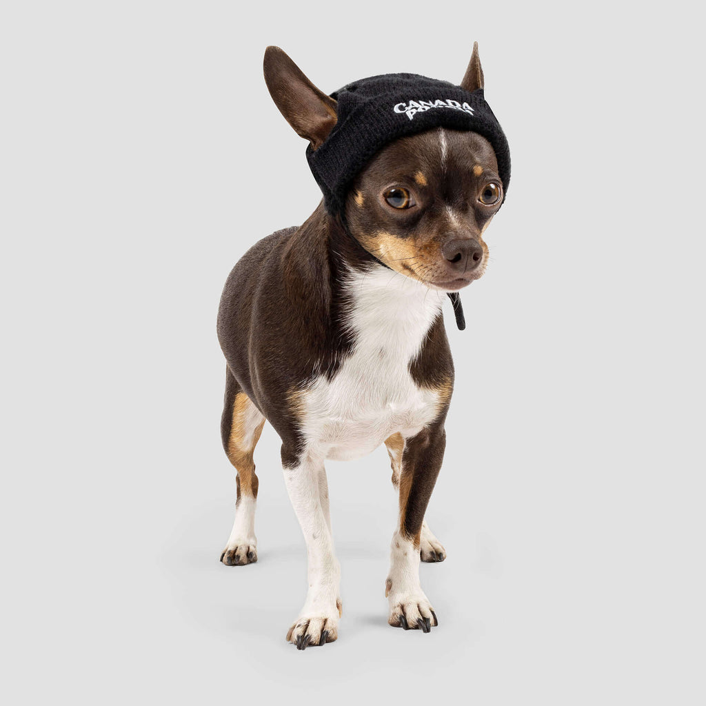 Basic Beanie in Black (FINAL TS SALE) Accessories CANADA POOCH   