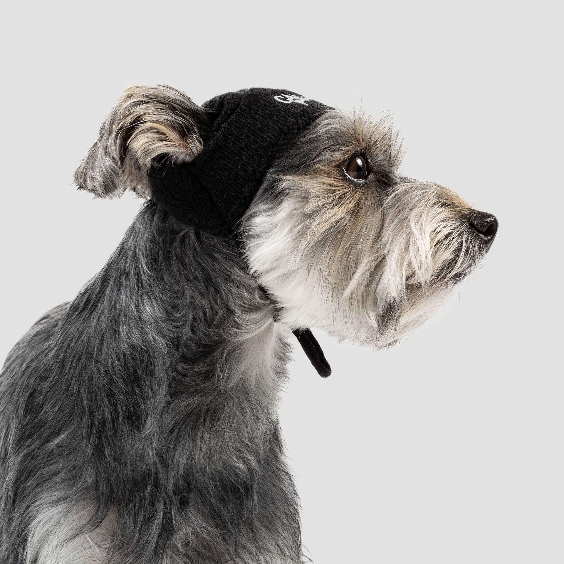 Basic Beanie in Black (FINAL TS SALE) DOG