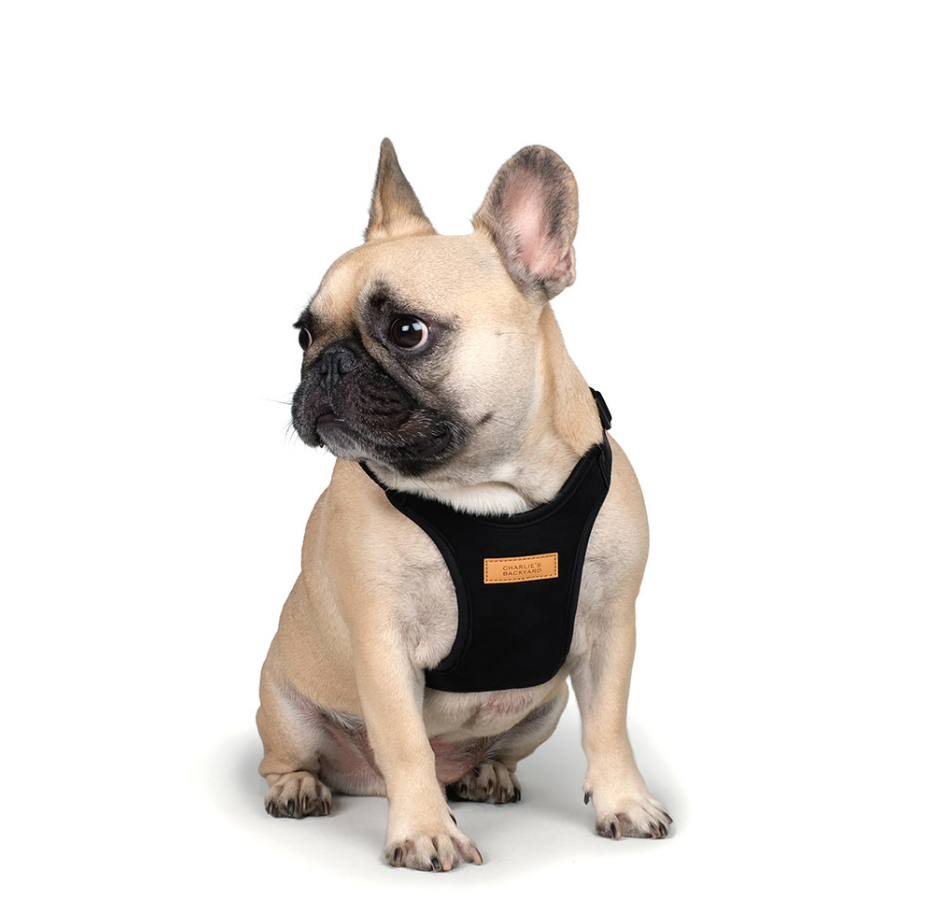 Comfort Dog Harness in Black WALK CHARLIE'S BACKYARD   