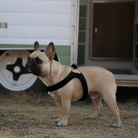 Buckle Up Easy Dog Harness in Black WALK CHARLIE'S BACKYARD   