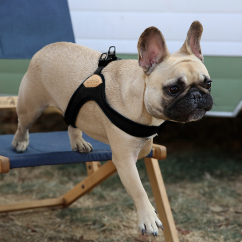 Buckle Up Easy Dog Harness in Black WALK CHARLIE'S BACKYARD   
