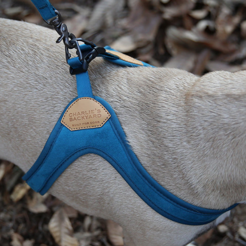 Buckle Up Easy Dog Harness in Teal Walk CHARLIE'S BACKYARD   