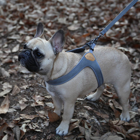 Buckle Up Easy Dog Harness in Gray Walk CHARLIE'S BACKYARD   