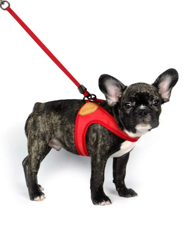 Adjustable Easy Dog Harness in Red WALK CHARLIE'S BACKYARD   