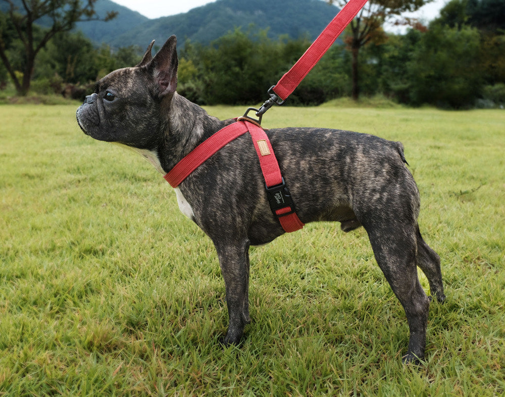 CHARLIE'S BACKYARD | Field X-Harness in Red Walk CHARLIE'S BACKYARD   