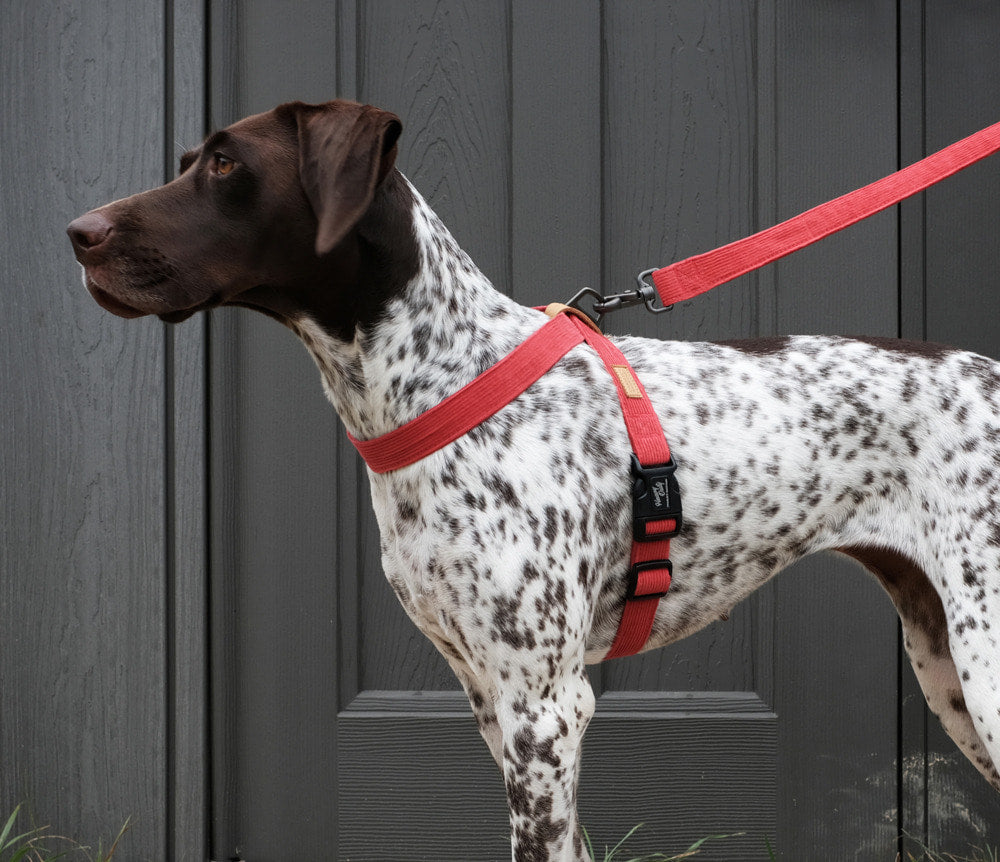 CHARLIE'S BACKYARD | Field X-Harness in Red Walk CHARLIE'S BACKYARD   
