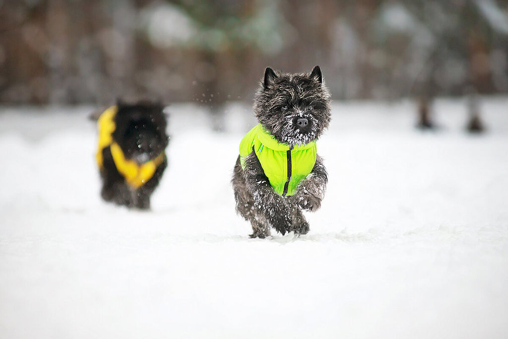 Reversible AiryVest in Light Green and Yellow (FINAL SALE) Wear COLLAR BRAND   