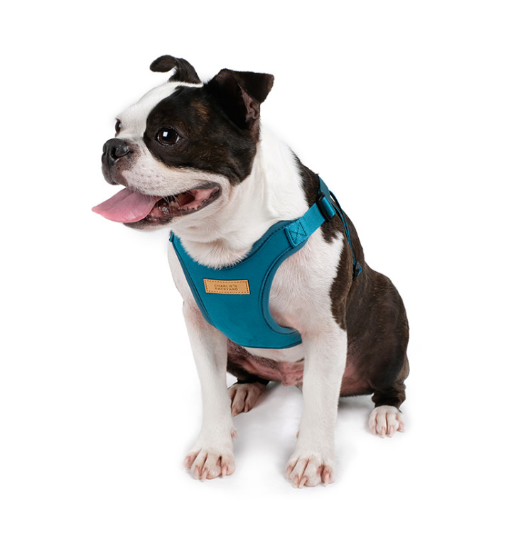 Comfort Dog Harness in Teal WALK CHARLIE'S BACKYARD   