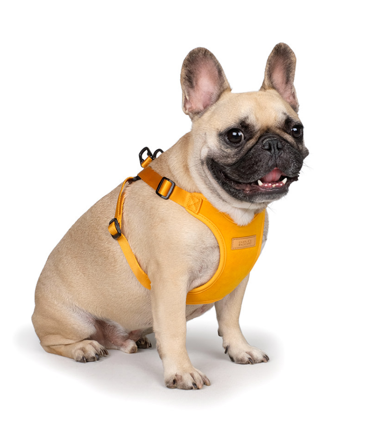 Comfort Dog Harness in Yellow WALK CHARLIE'S BACKYARD   