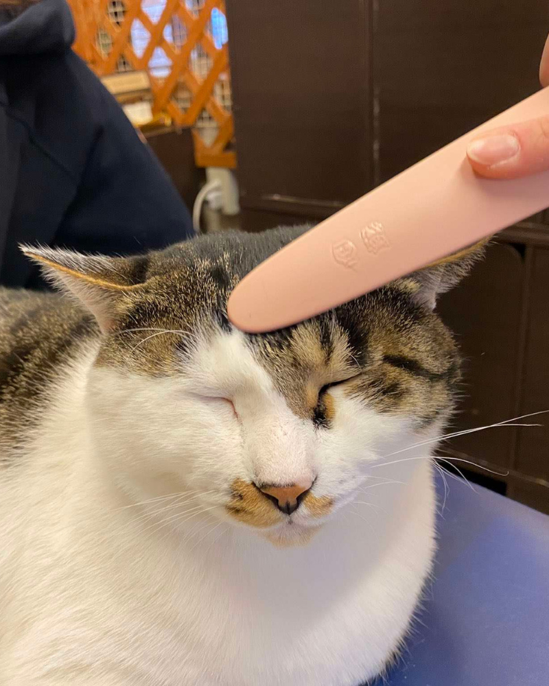 Japanese Cat Tongue Groomer Brush CAT WATAOKA   