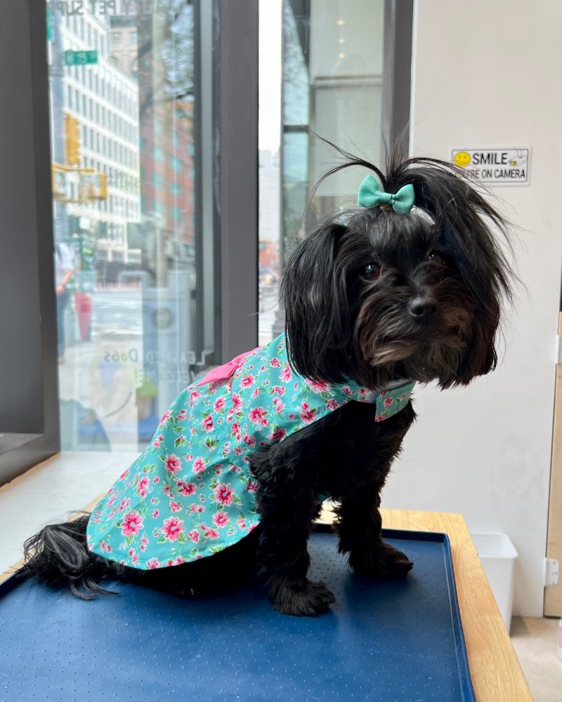 Watercolor Floral Dog Dress (FINAL SALE) Wear THE WORTHY DOG   
