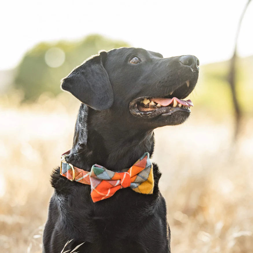 Buchanan Plaid Dog Collar (Made in the USA) (FINAL SALE) WALK THE FOGGY DOG   