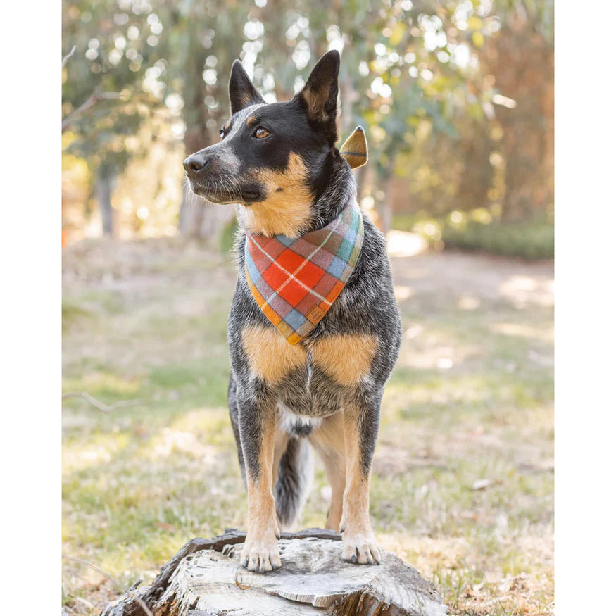 Buchanan Plaid Dog Bandana (Made in the USA) Wear THE FOGGY DOG   