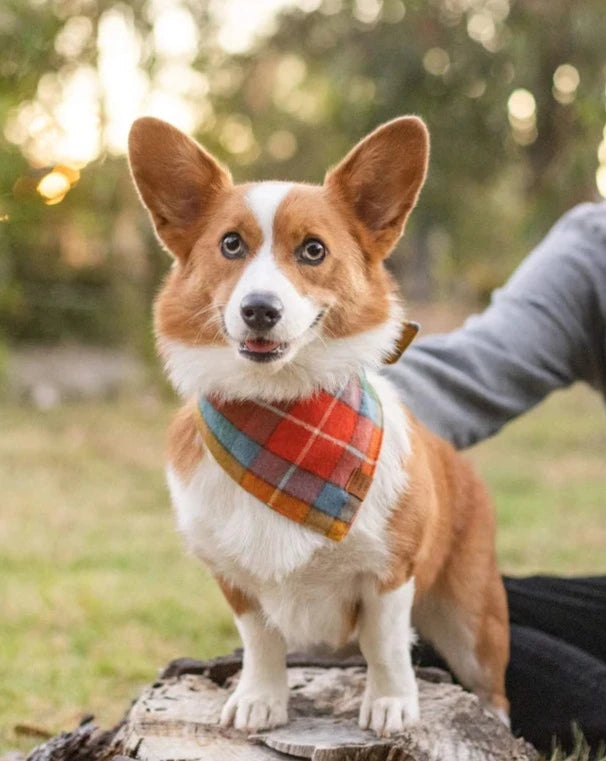 Buchanan Plaid Dog Bandana (Made in the USA) Wear THE FOGGY DOG   