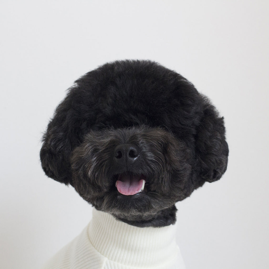 DENTISTS APPOINTMENT | Skinny Rib Rollneck in Ivory Apparel DENTISTS APPOINTMENT   