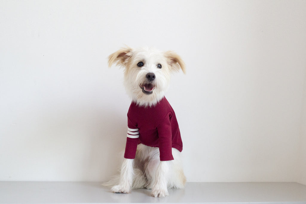 DENTISTS APPOINTMENT | Striped Point Turtleneck in Burgundy Apparel DENTISTS APPOINTMENT   