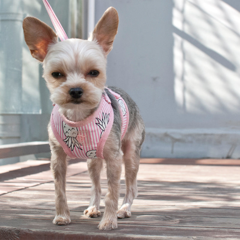 DOGO | Pineapple Harness in Pink Harness DOGO   