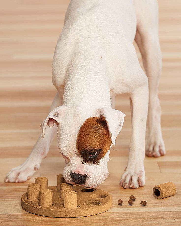 Dog Smart Treat Puzzle Game Play Nina Ottosson   