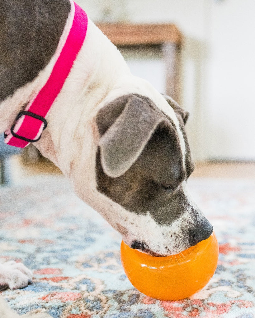 Orbee-Tuff Snoop Interactive 5" Dog Toy in Orange (Made in the USA) Play PLANET DOG   