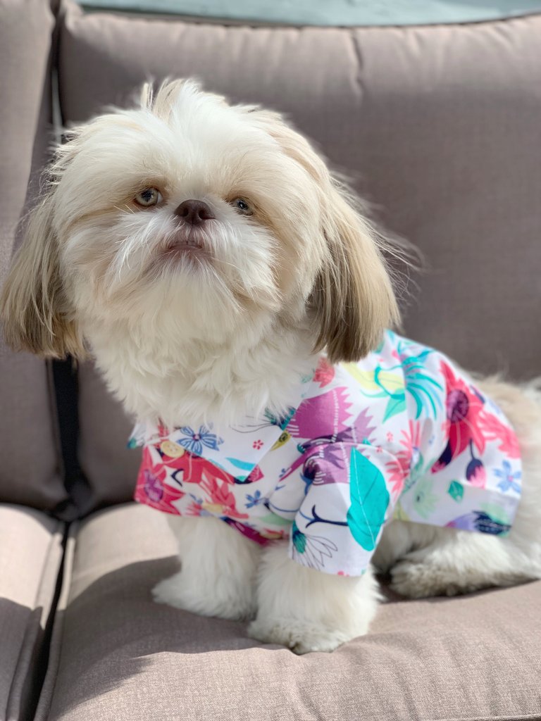 DOG THREADS | Blossom BBQ Shirt Apparel Dog Threads   