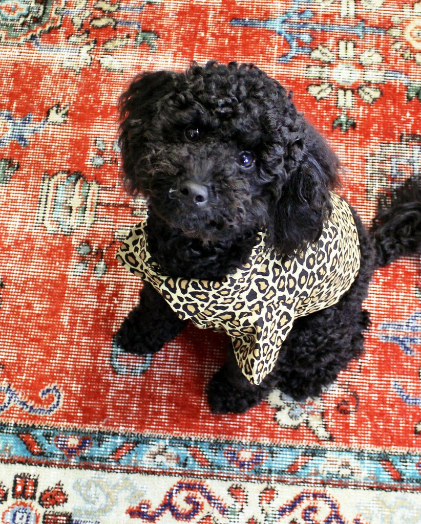 Feline Fancy Button Down Dog Shirt (FINAL SALE) Wear Dog Threads   