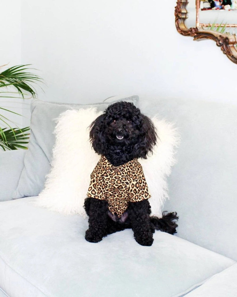 Feline Fancy Button Down Dog Shirt (FINAL SALE) Wear Dog Threads   