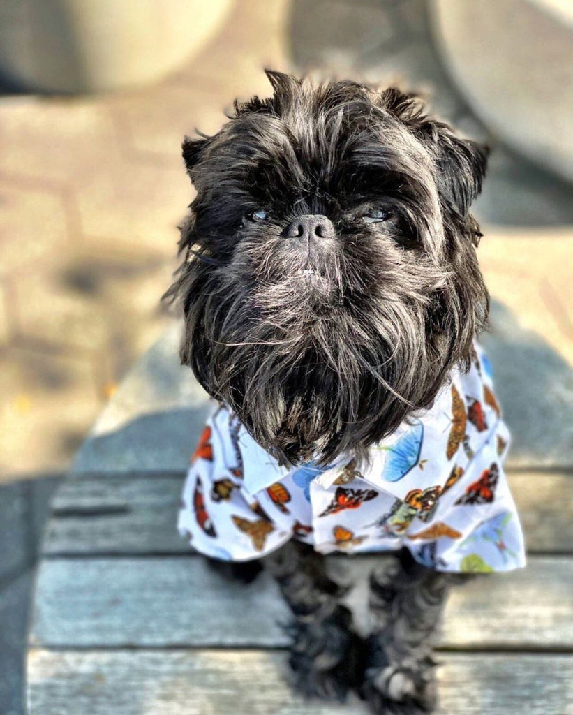 Social Butterfly Button-Down Dog Shirt (FINAL SALE) Wear Dog Threads   