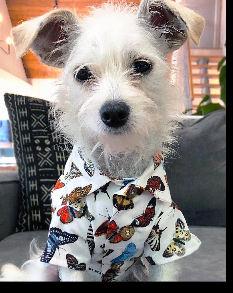 Social Butterfly Button-Down Dog Shirt (FINAL SALE) Wear Dog Threads   