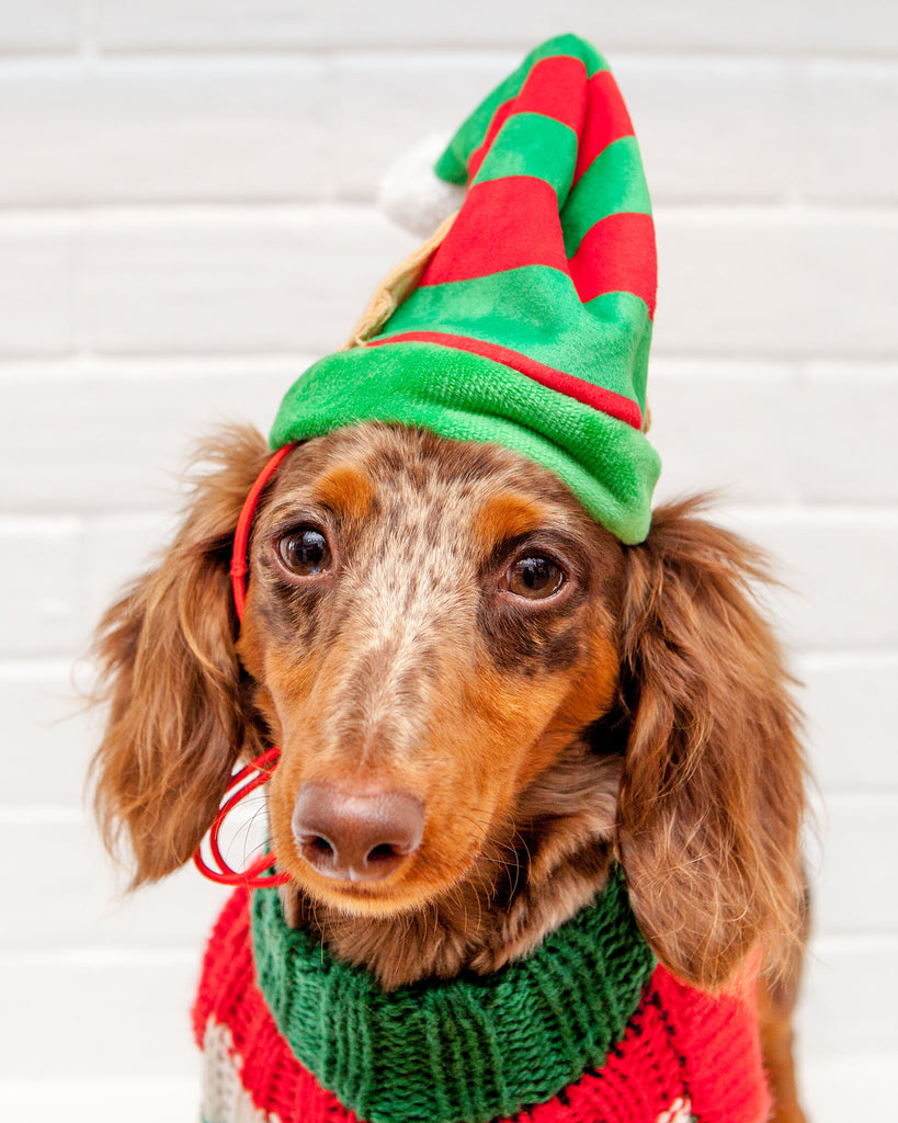 Lil' Helper Elf Hat for Dogs Wear Huxley & Kent   