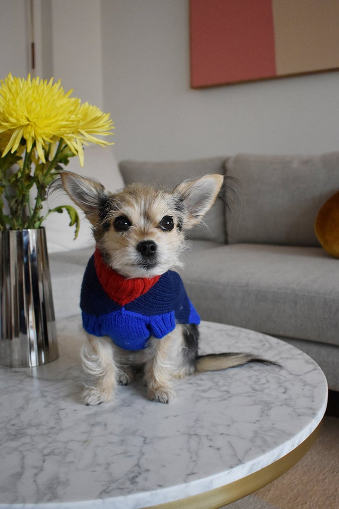 Peanut Butter Dog Sweater Apparel DUSEN DUSEN   
