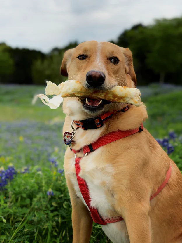 No-Hide Wholesome Dog Chew in Chicken Eat EARTH ANIMAL Medium - 7”  