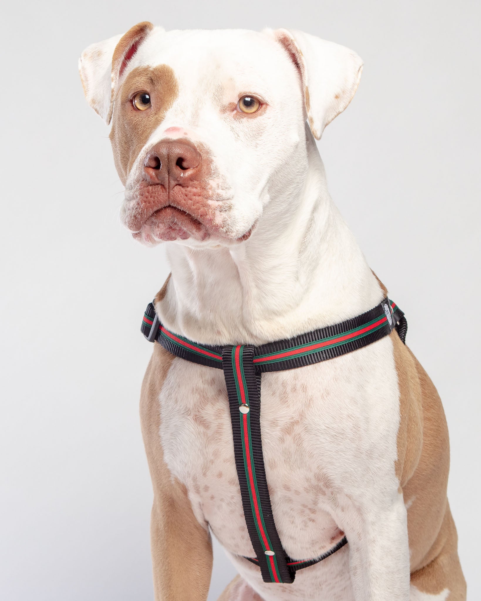 Dog_CO_1C5A2156a.jpg?v=1633235753