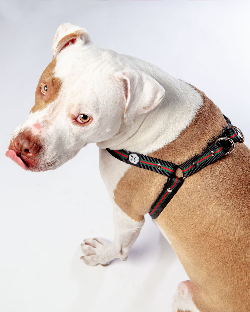 Step-In Dog Harness in Luxe Green & Red Stripe (Made in NYC) WALK DOG & CO. COLLECTION   