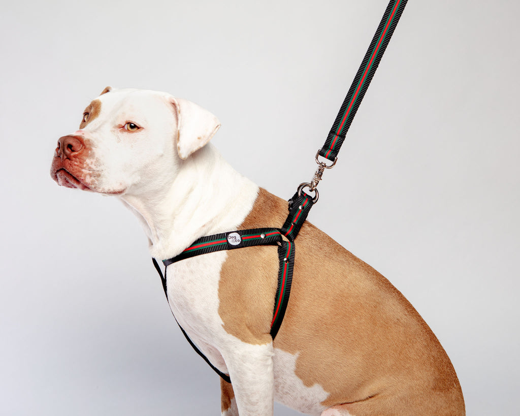 Step-In Dog Harness in Luxe Green & Red Stripe (Made in NYC) WALK DOG & CO. COLLECTION   