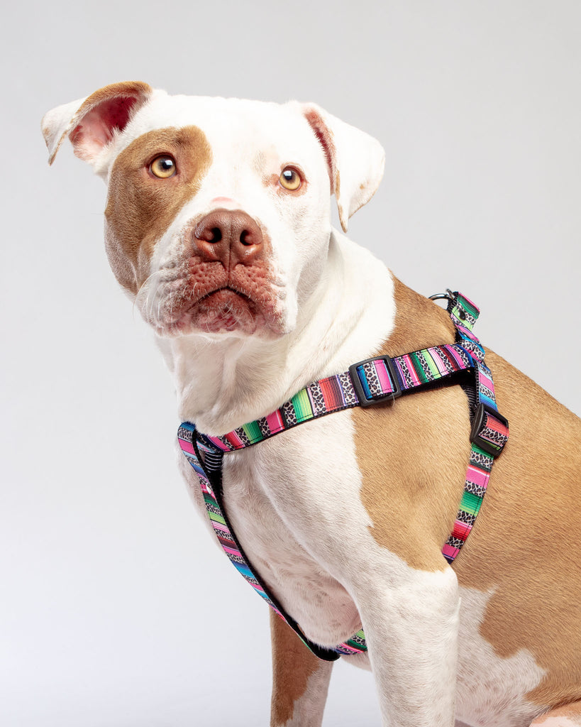 Step-In Dog Harness in Rainbow Serape & Leopard (Made in NYC) WALK DOG & CO. COLLECTION   