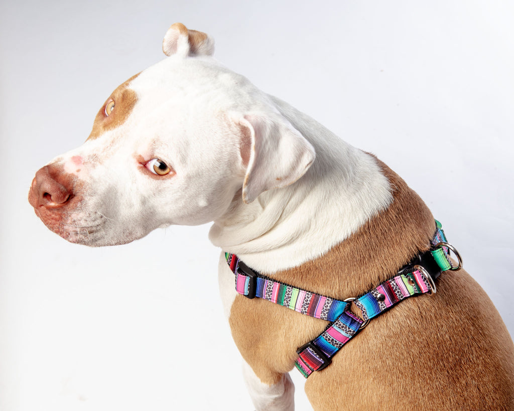 Step-In Dog Harness in Rainbow Serape & Leopard (Made in NYC) WALK DOG & CO. COLLECTION   