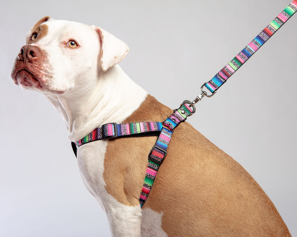 Step-In Dog Harness in Rainbow Serape & Leopard (Made in NYC) WALK DOG & CO. COLLECTION   