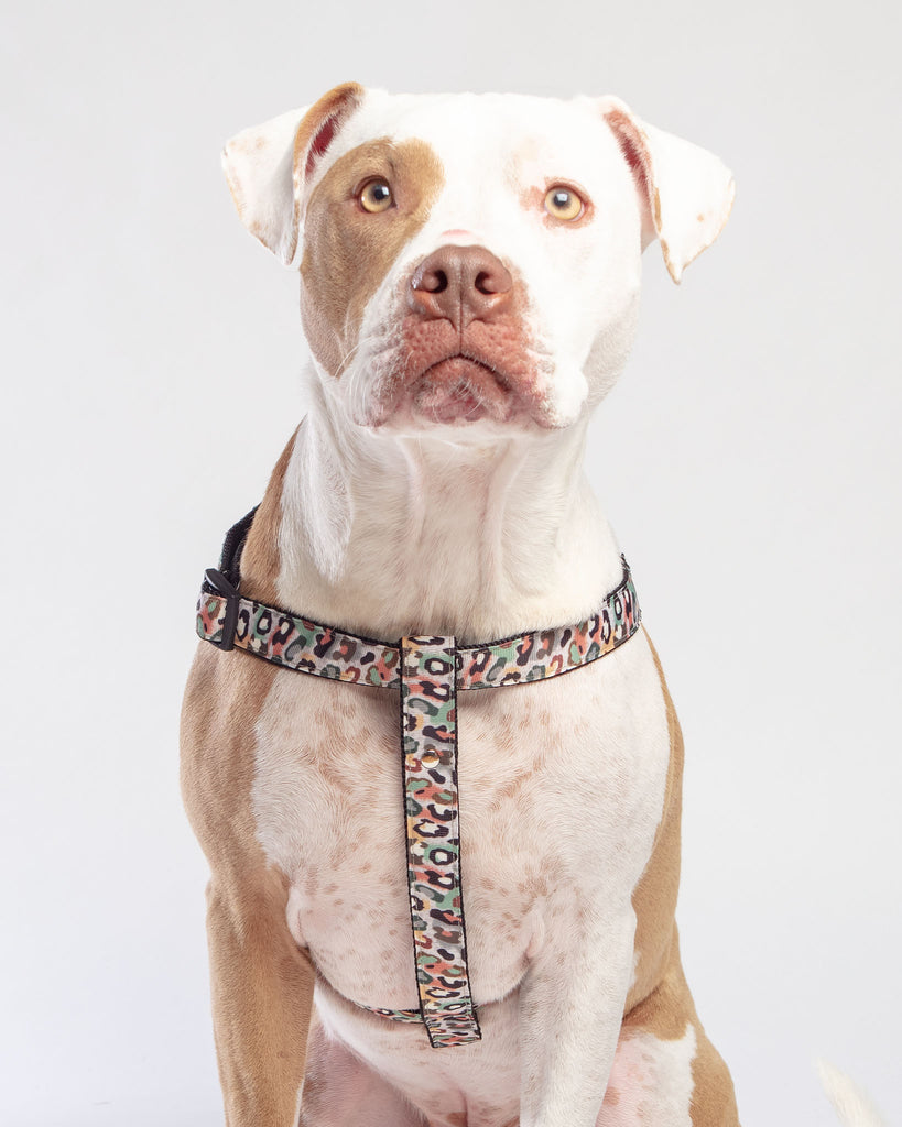 Step-In Dog Harness in Camo Leopard (Made in NYC) WALK DOG & CO. COLLECTION   