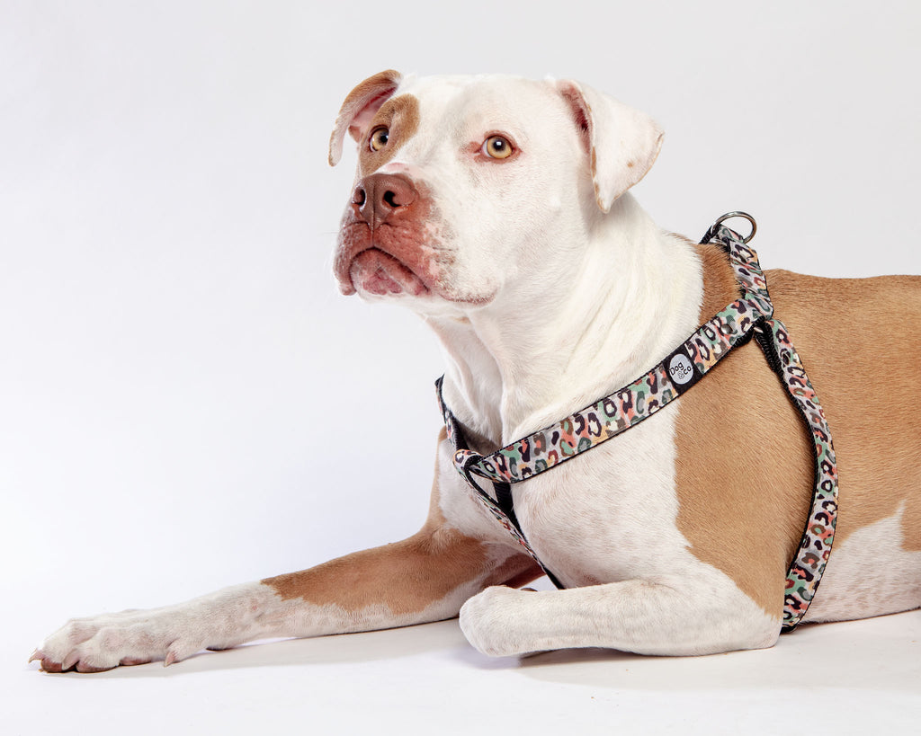 Step-In Dog Harness in Camo Leopard (Made in NYC) WALK DOG & CO. COLLECTION   