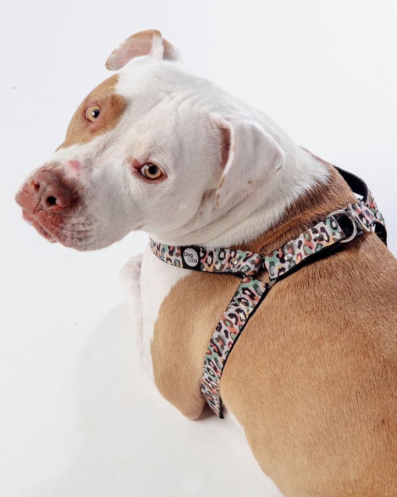 Step-In Dog Harness in Camo Leopard (Made in NYC) WALK DOG & CO. COLLECTION   