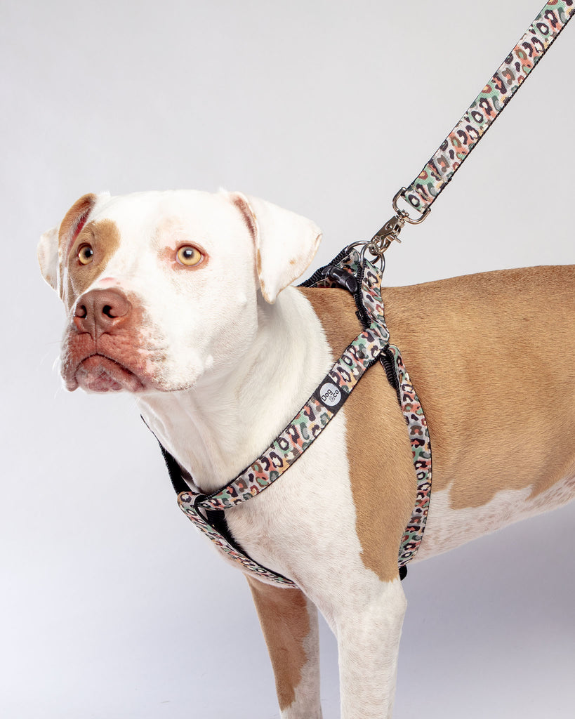 Step-In Dog Harness in Camo Leopard (Made in NYC) WALK DOG & CO. COLLECTION   