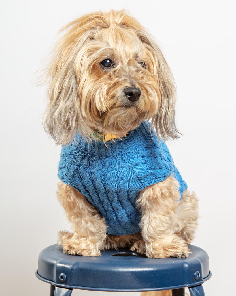 The Uptown Cable Knit Sweater in French Blue American Cotton (Made in NYC) Wear DOG & CO. COLLECTION   