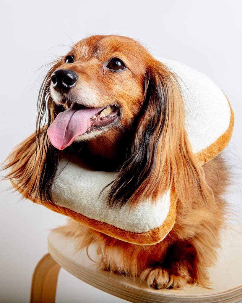 Small Dog or Cat Bread Cone Wear PAWSOME PETS   