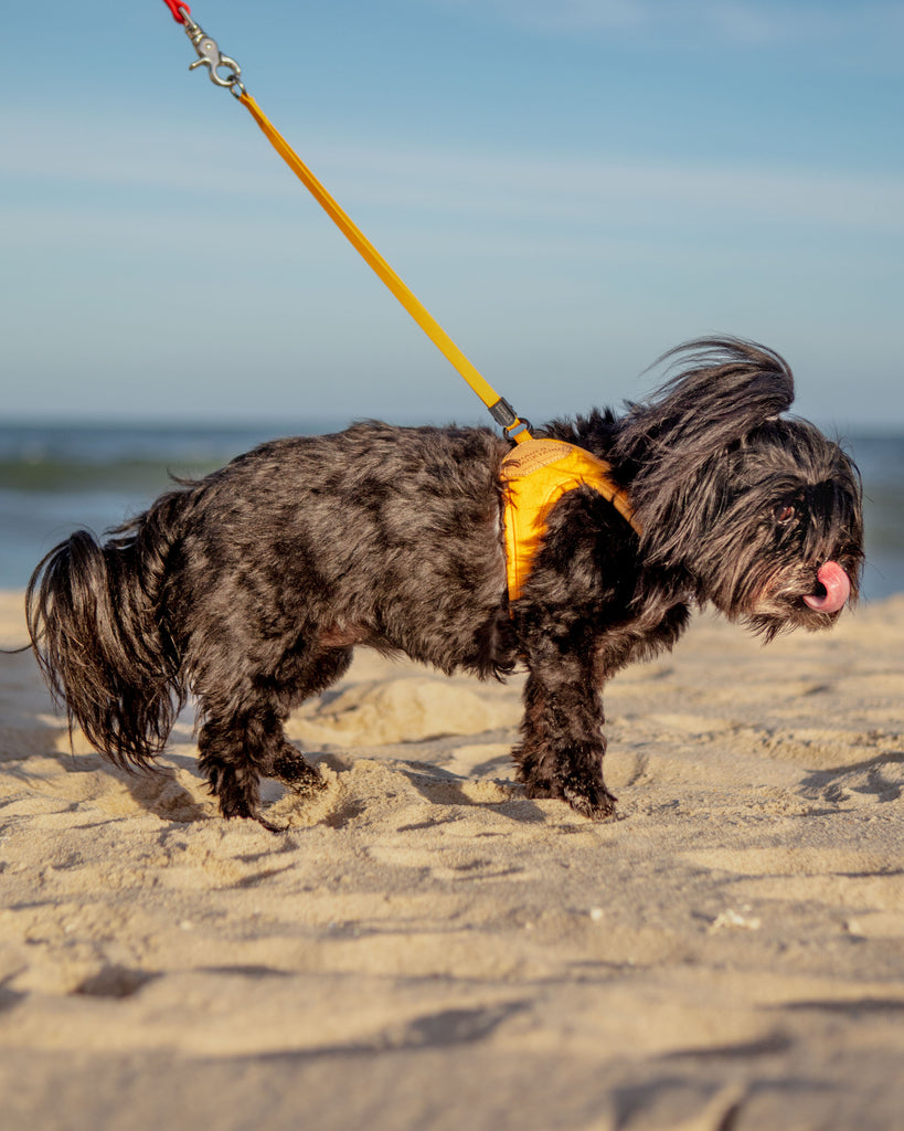 Adjustable Easy Dog Harness in Yellow (Dog & Co. X Charlie's Backyard Exclusive) WALK CHARLIE'S BACKYARD   